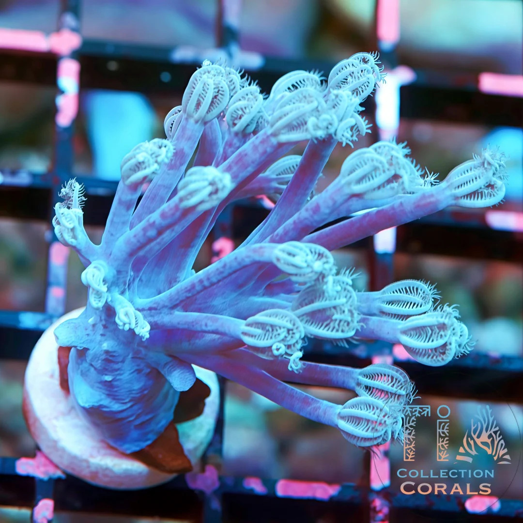 WWC True Blue Branching Xenia | NOT WYSIWG | Live Softies Coral | Aquacultured