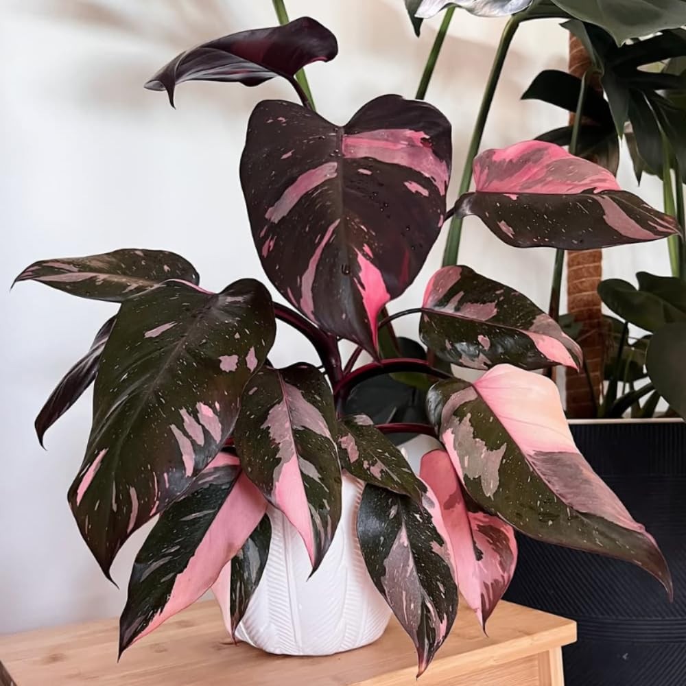 Pink Philodendron Plant Live, Rare Tropical Variegated Indoor Houseplant