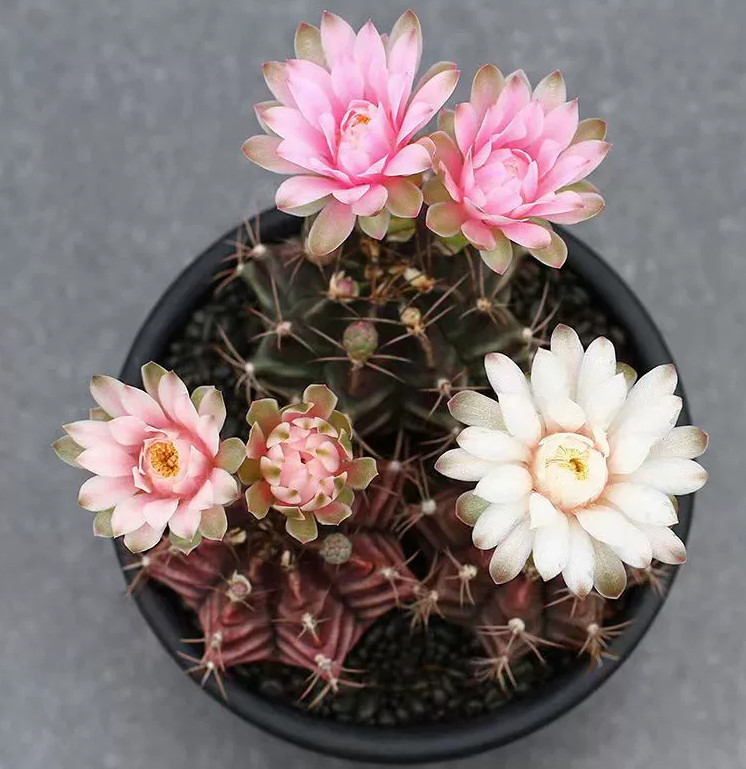 10PCS Gymnocalycium mihanovichii Cactaceae cactus home potted Garden decoration