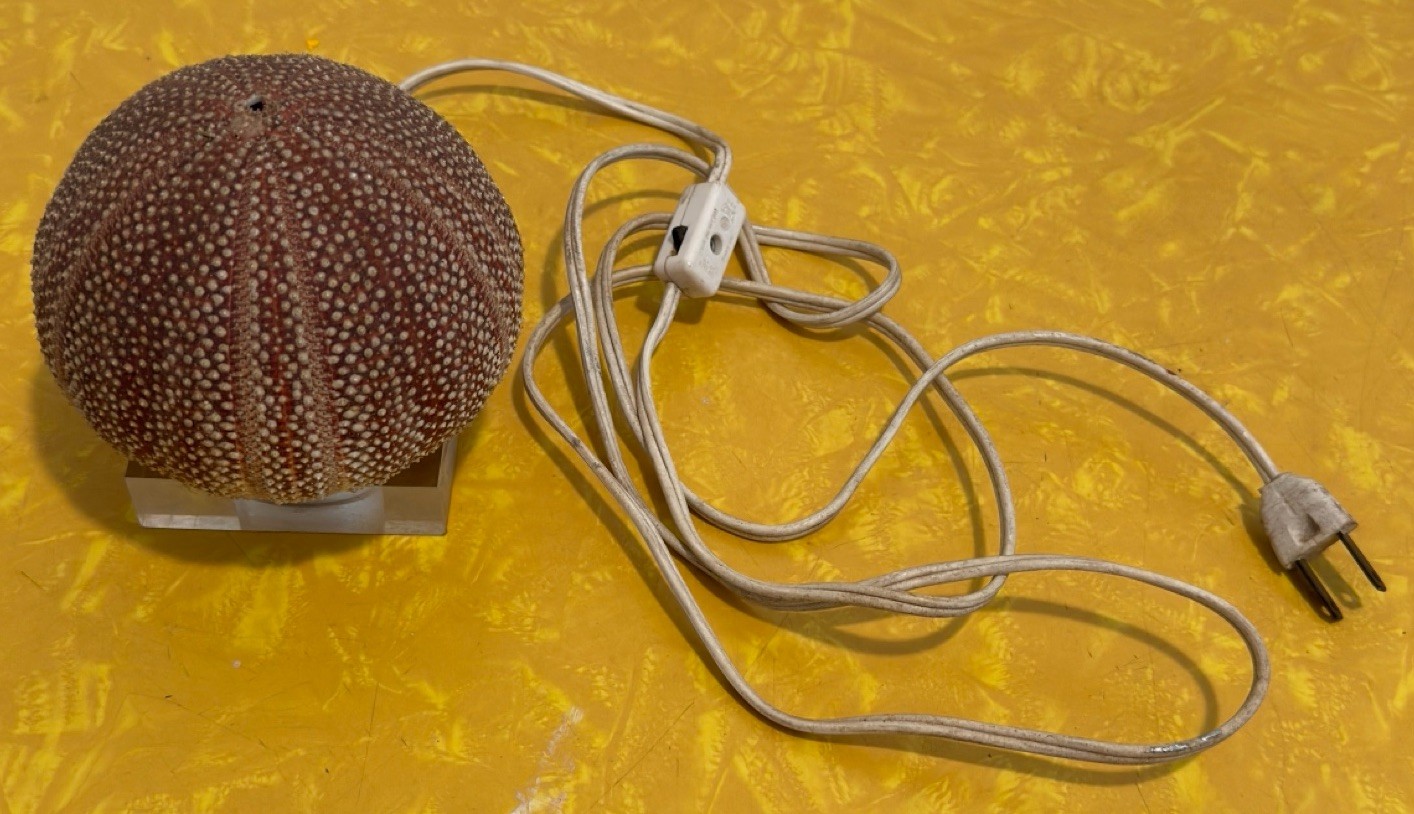 Vintage Sea Urchin Shell Night Light Accent Table Lamp Base Antique