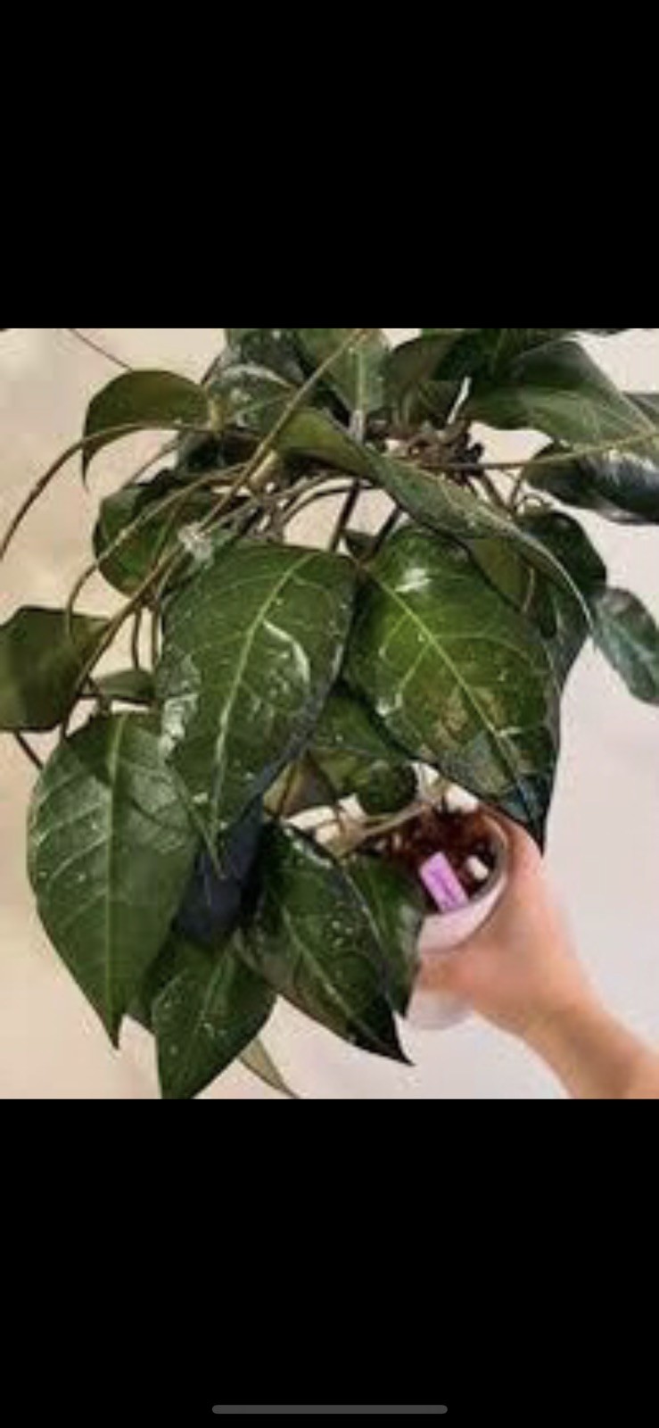 HOYA VERTICILLATA SP TANGGAMUS (ROOTED PLANT)