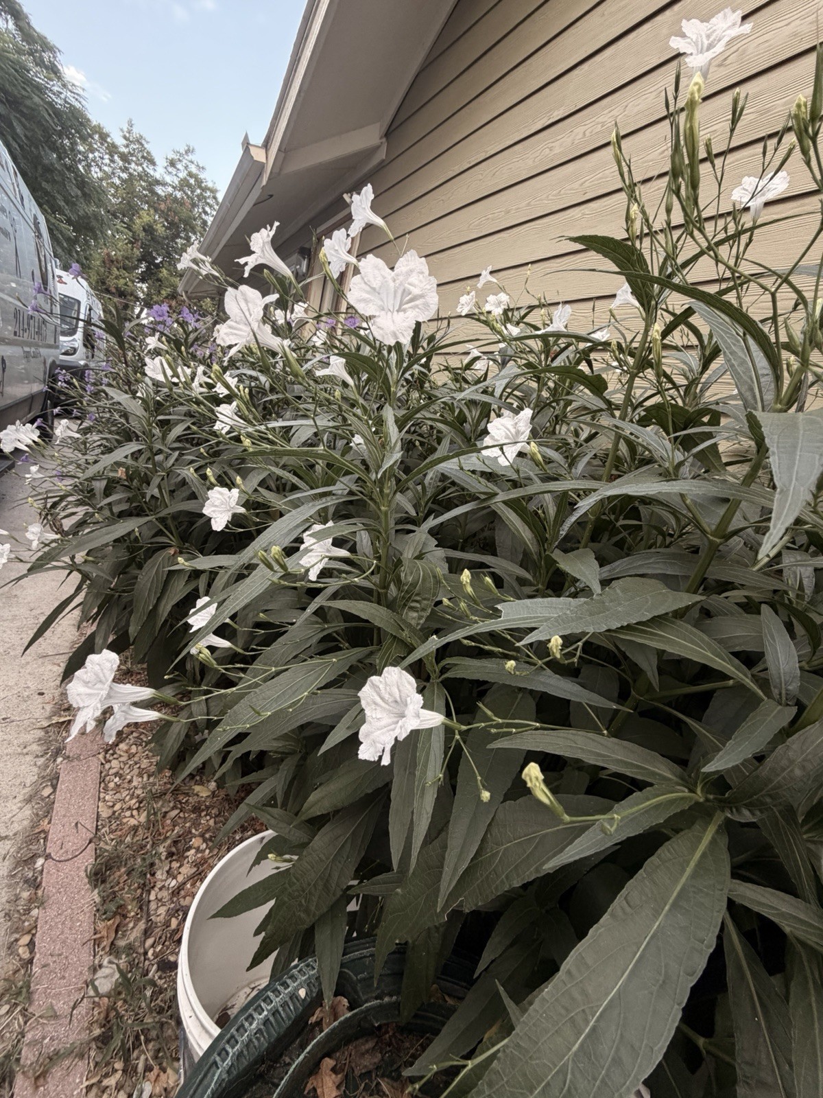 Mexican Petunias 4 Roots Of Each Color White, Purple And Pink Total Of 12 roots Mexican Petunias 4 Roots Of Each Color White, Purple And Pink Total Of 12 roots