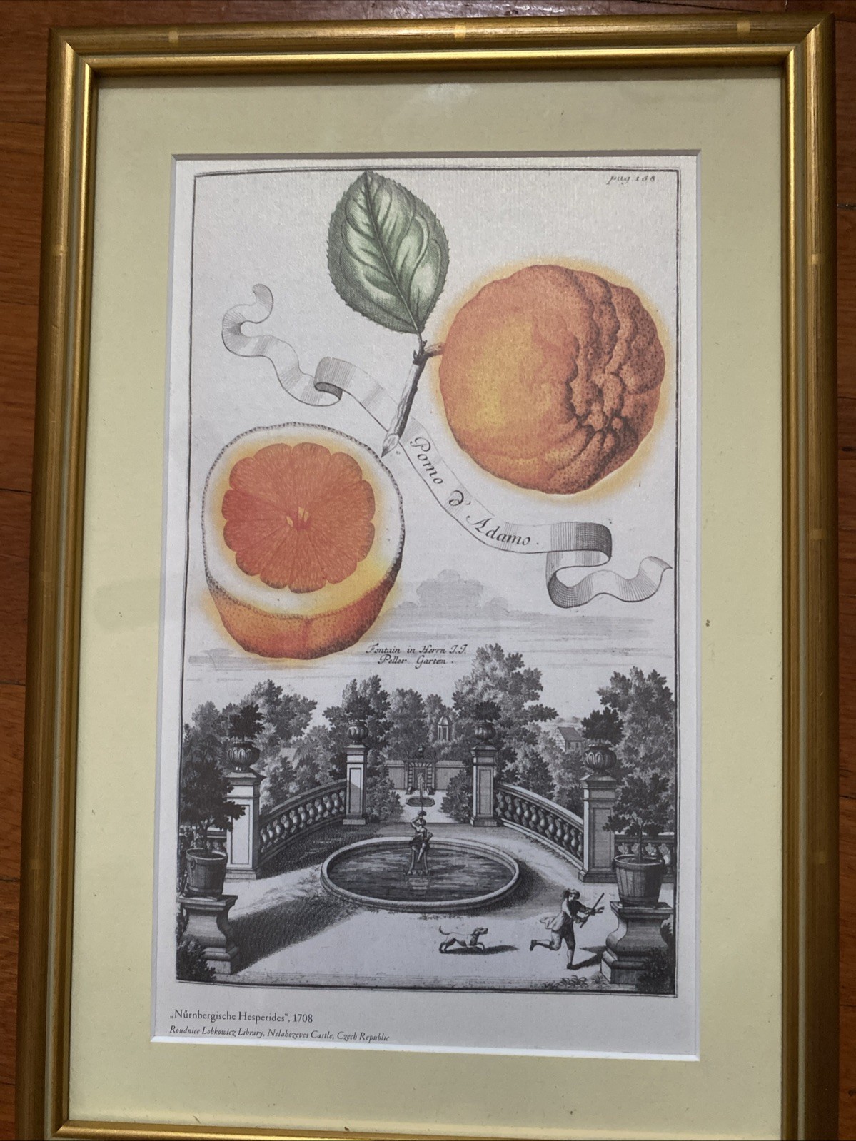 Vintage Citrus Lemon Botanical Engraving - Framed Volkamer Print