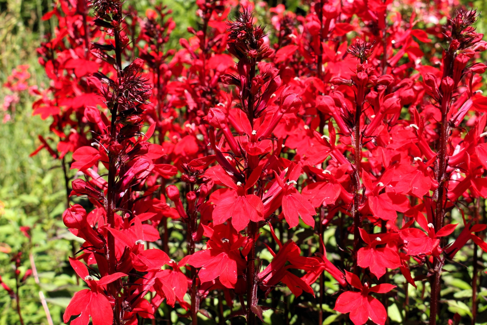 300 CARDINAL FLOWER LOBELIA Cardinalis Red Flower Seeds
