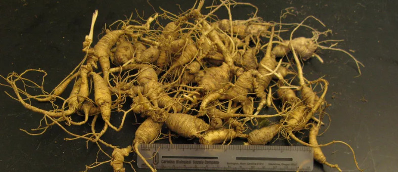 Wild American Panax Ginseng - 5-15 Year Old Roots - PA Certified - *PREORDER*