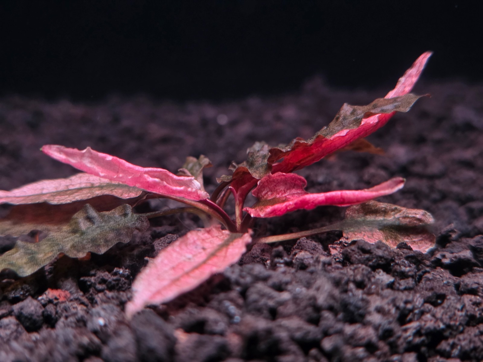 Cryptocoryne Pink Flamingo - Live Aquatic Plants - Freshwater Fish Tank Plant
