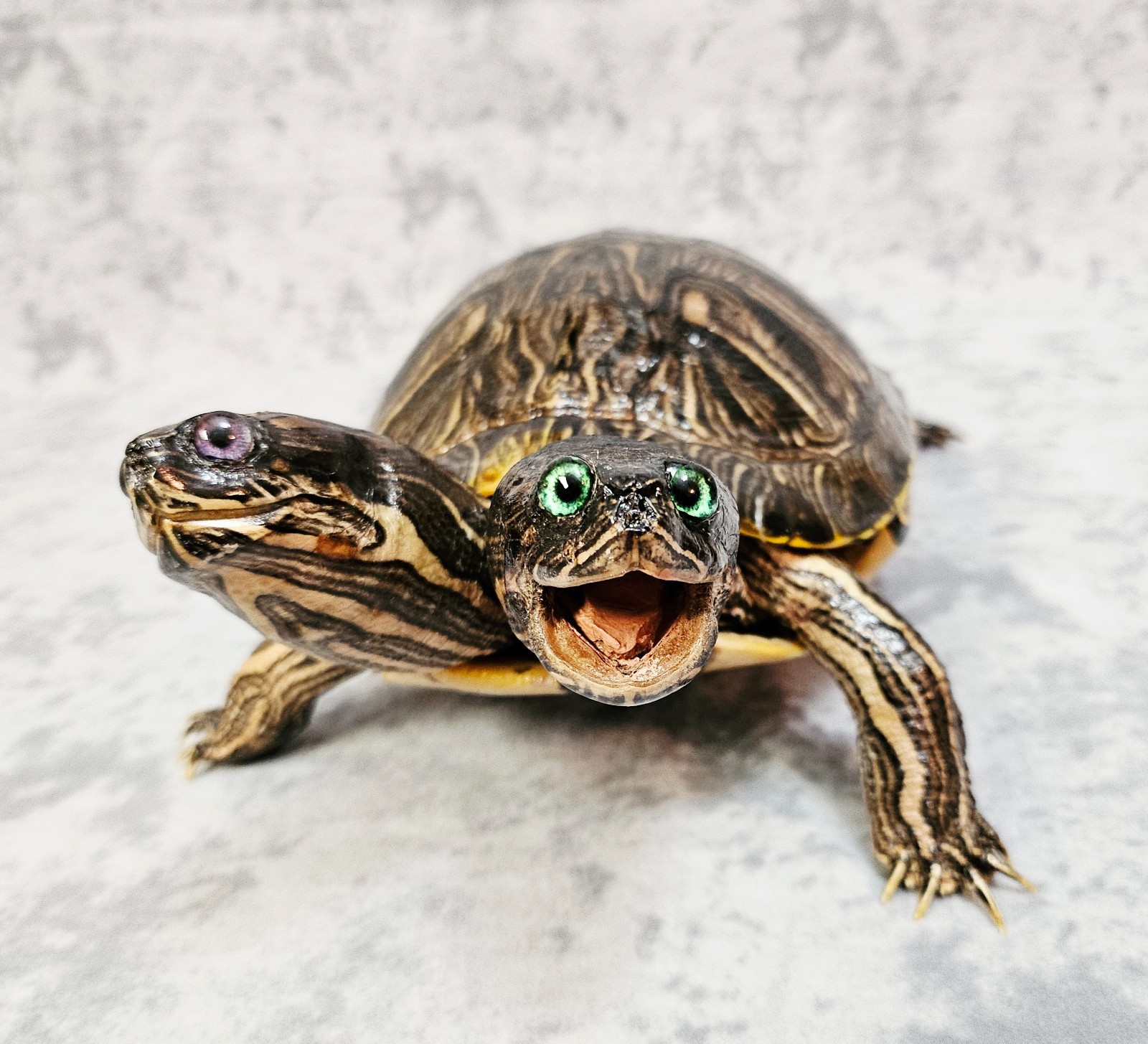 Two-Headed Turtle Taxidermy Gaff Snake Reptile Lizard