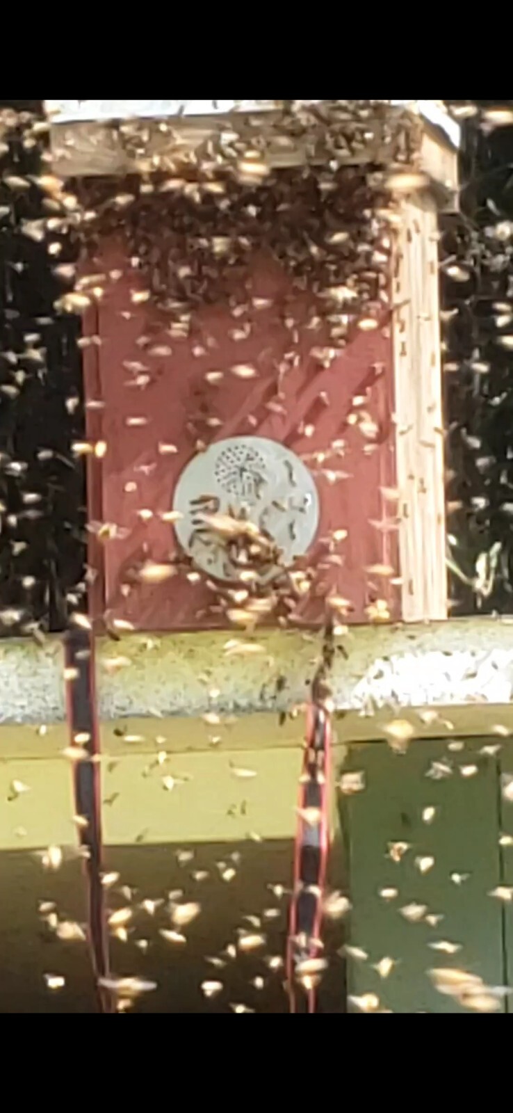 Honeybee Swarm Trap = FREE BEES Honeybee Swarm Trap = FREE BEES