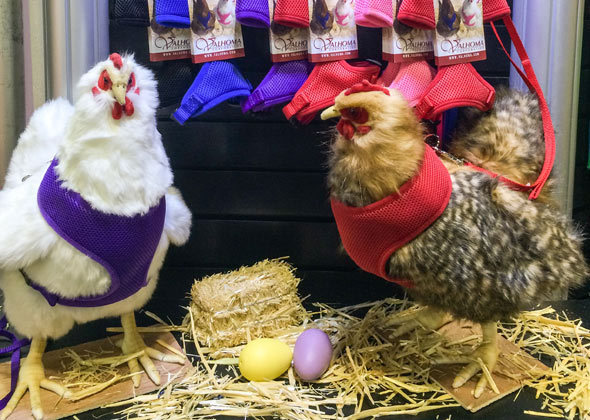 Walk Your Chicken Harness (Take 'em for a Walk), Leash SOLD Separately