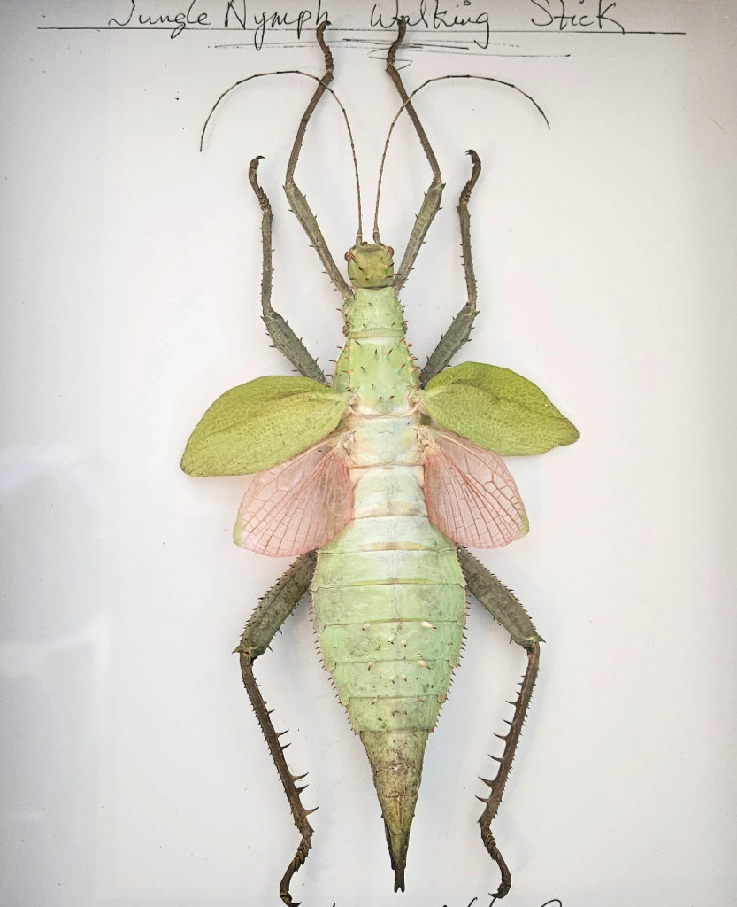 Heteropteryx dilatata -Spread Female Jungle Nymph Winged Phasmid Stick Insect