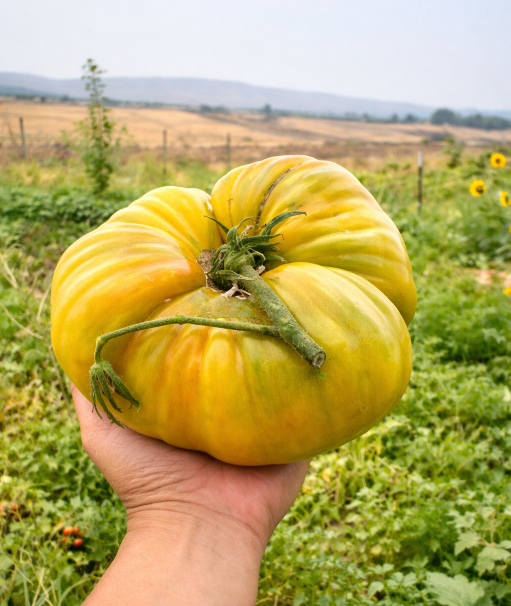 100 Heirloom Giant Yellow Belgium Tomato Seeds - Up to 5LBs - Gigantic & Sweet