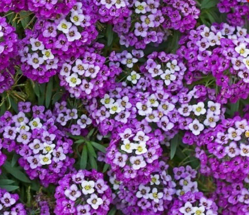 500+ Royal Carpet Alyssum Seeds **Fresh Seeds** ~~Free Shipping~~