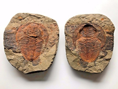 TRILOBITE NODULE - Cambropallas Split Pair - Natural TRILOBITE NODULE - Cambropallas Split Pair - Natural