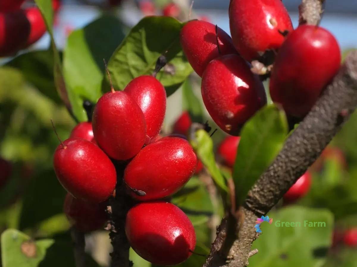 30 Seeds Synsepalum Dulcificum Miraculous Berry Red Fruit Shrubby Evergreen Tree