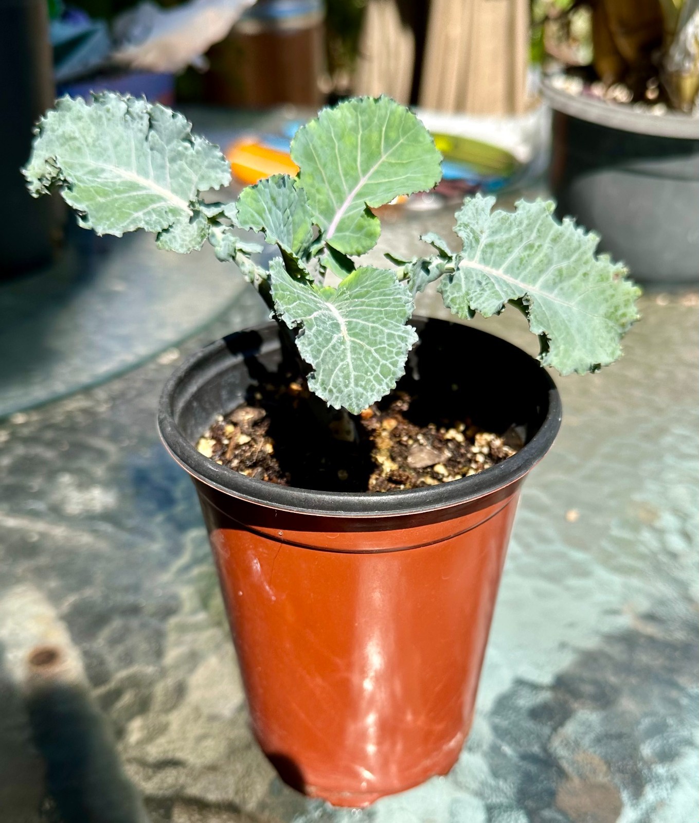 Purple Tree Collards/Kale Perennial ROOTED PLANT: Food Security Purple Tree Collards/Kale Perennial ROOTED PLANT: Food Security