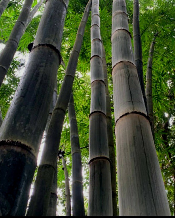California Giant Black Timber Bamboo Nigra Daikokuchiku Bare Root Plant Rhizome