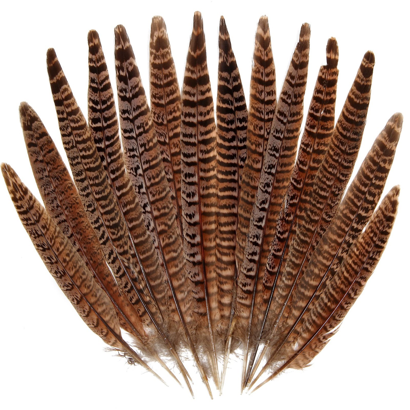 Natural Female Ringneck Pheasant Tail Feathers 12-14in DIY Wedding Decor