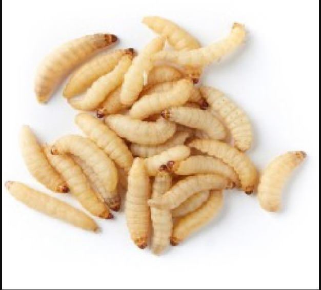 Live Wax worms Qty:250-1,000 Feeding Reptiles/Fishing USPS pin & FedEx