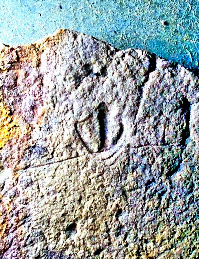 Rare, sharp  0.8cm Parvancorina  cf. minchami :Vendian, White Sea, Russia