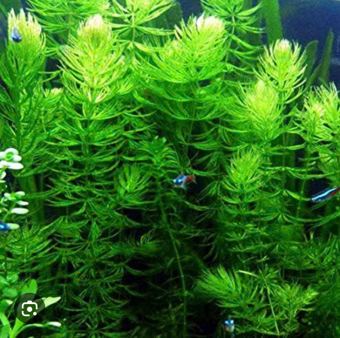 LARGE AMOUNT Hornwort (Ceratophyllum) Live Aquarium Pond Plant FAST GROW