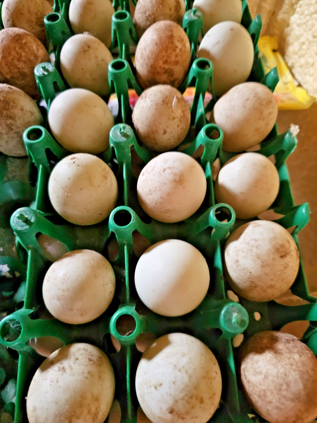 TEN (10) Fresh Fertile Mallard Duck  Eggs for hatching