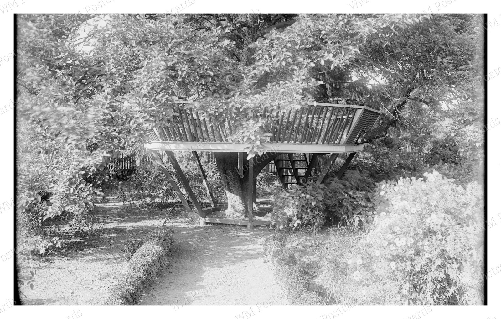 Danvers Massachusetts circa 1900s Tree Platform Walkway Standard Postcard