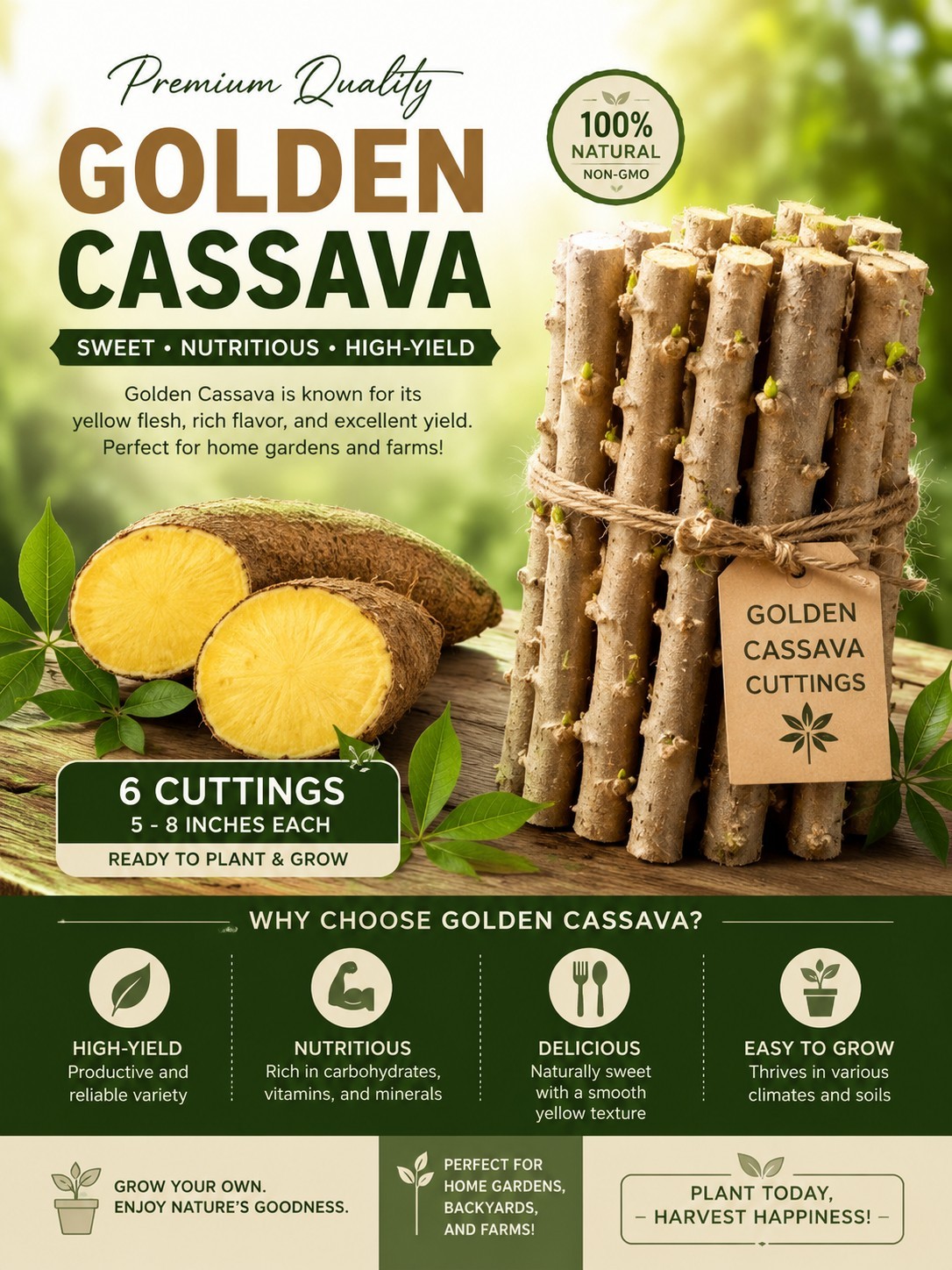 Very Rare  GOLDEN Cassava Stem 6 Cuttings | Premium Yellow Flesh Variety 5