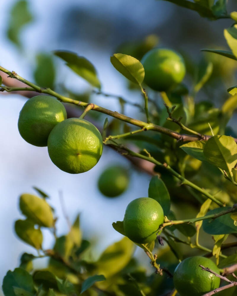 30+ Dwarf Lime Tree Seeds for Planting | Fast Shipping from USA