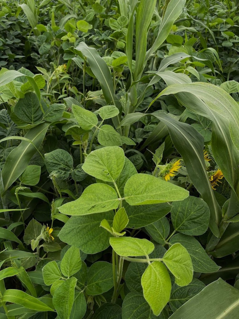 Eagle Seed Buffalo Summer Blend® for Deer | Food Plot Habitat Seed