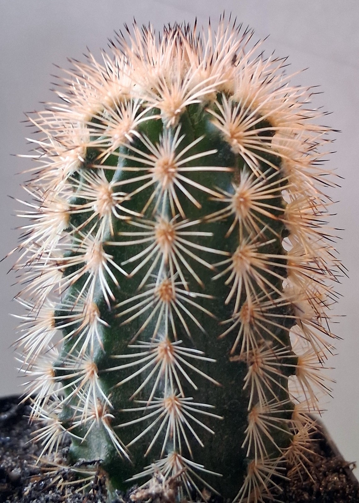 RARE Echinocereus reichenbachii subsp. fitchii –Fitch\'s Rainbow Hedgehog Cactus