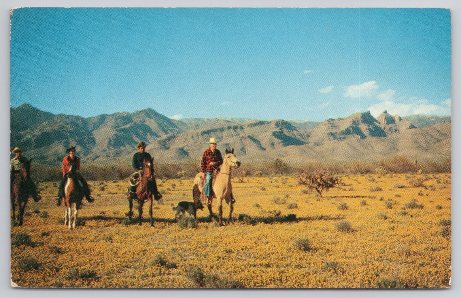 Vtg Postcard Horseback Riding Out West Desert In Bloom Cowboys Viewgram Baxtone