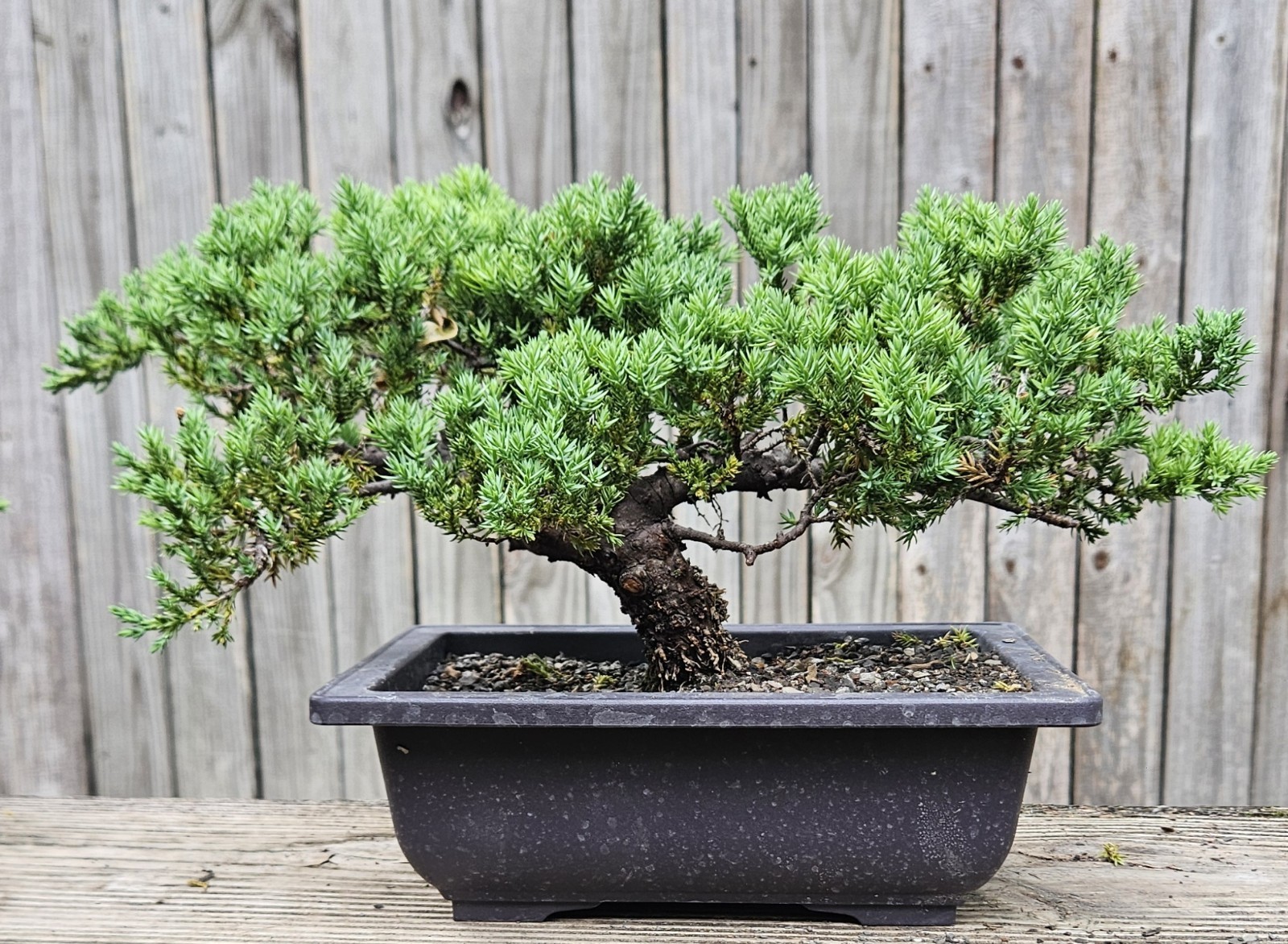 Japanes Juniper Bonsai In 9 Inch Plastic Rectangular Pot . 15 Year Old Beauty. Japanes Juniper Bonsai In 9 Inch Plastic Rectangular Pot . 15 Year Old Beauty.