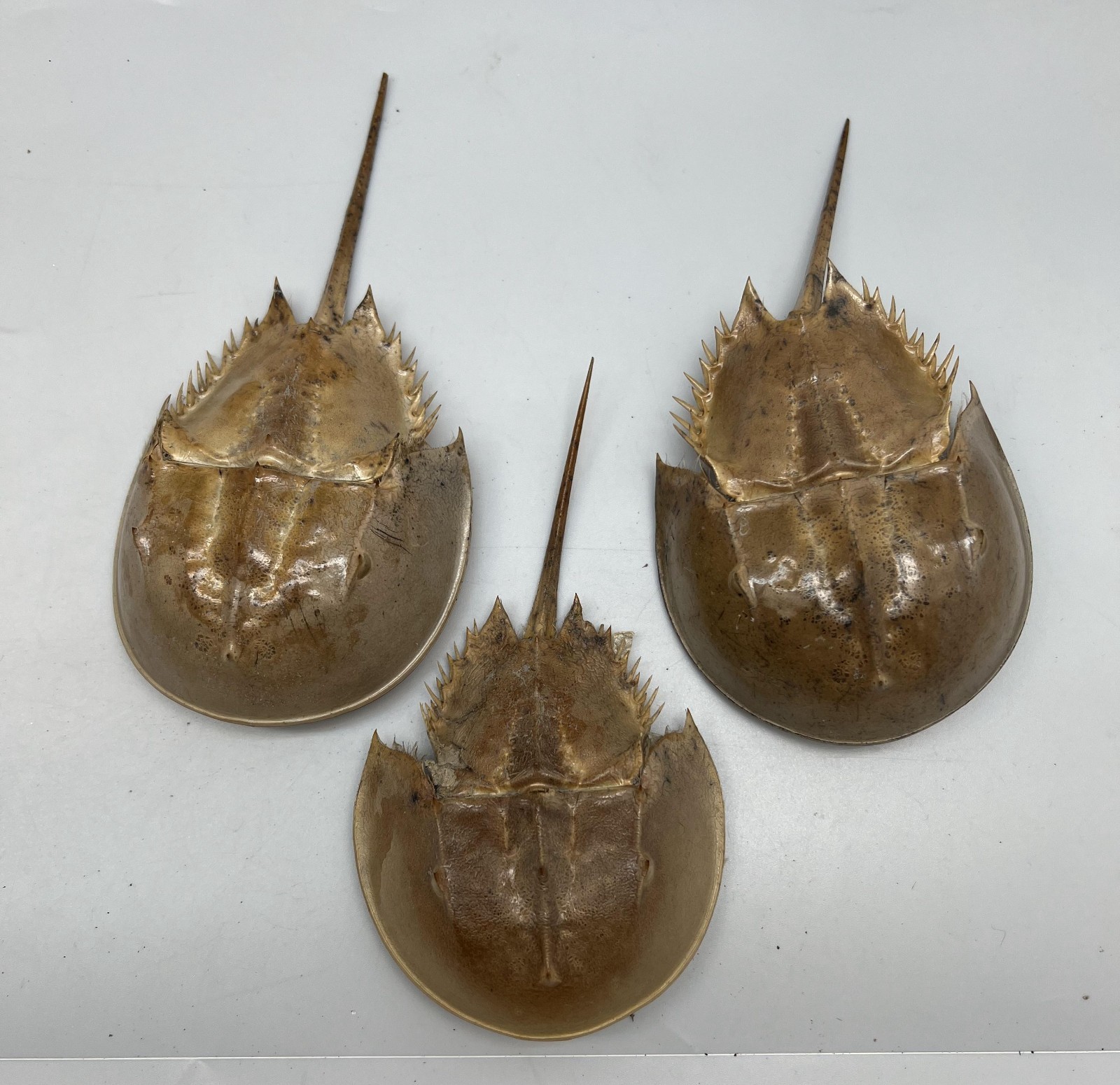 1PC Dried Molted Horseshoe Crab Shells - 6