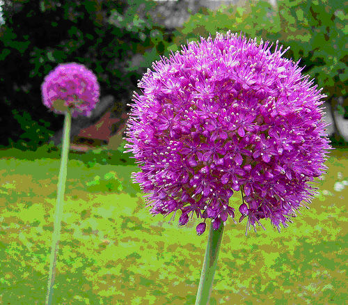 40+ RARE HUGE PURPLE ALLIUM SENSATION 4-6\