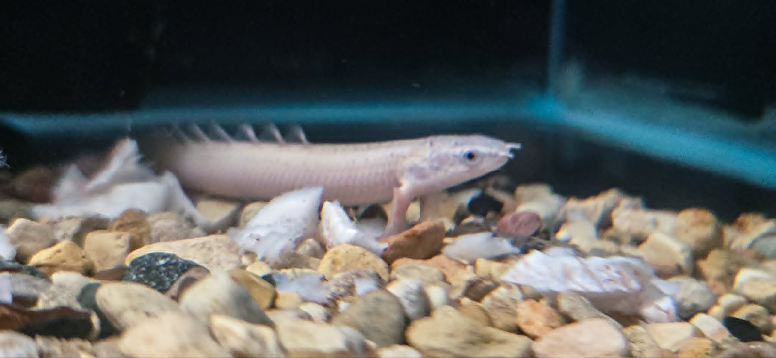 polypterus senegalus platinum / leucistic