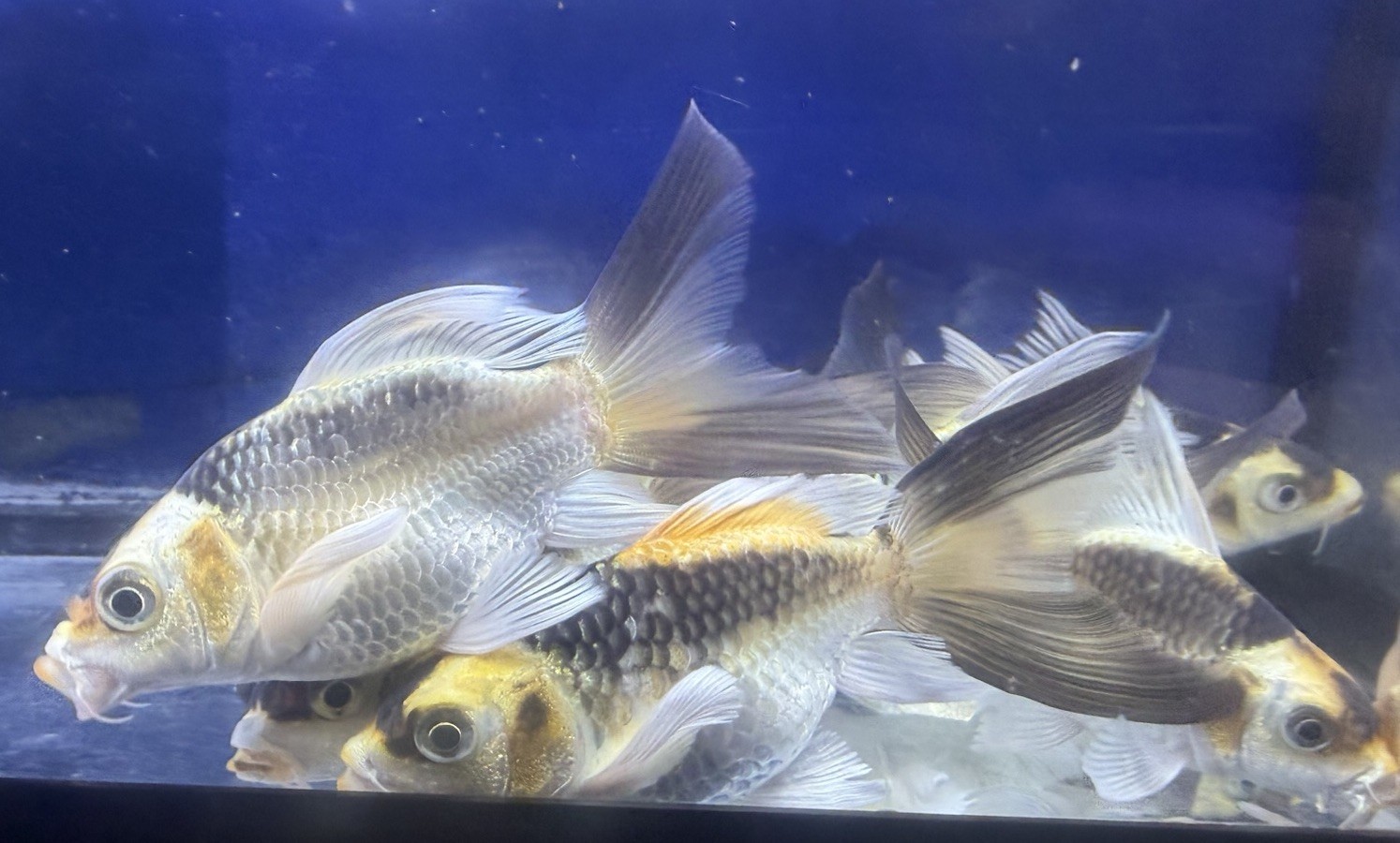 LIVE TROPICAL Fish- Panda Butterfly short body   koi 4-4.25 Inch Juv