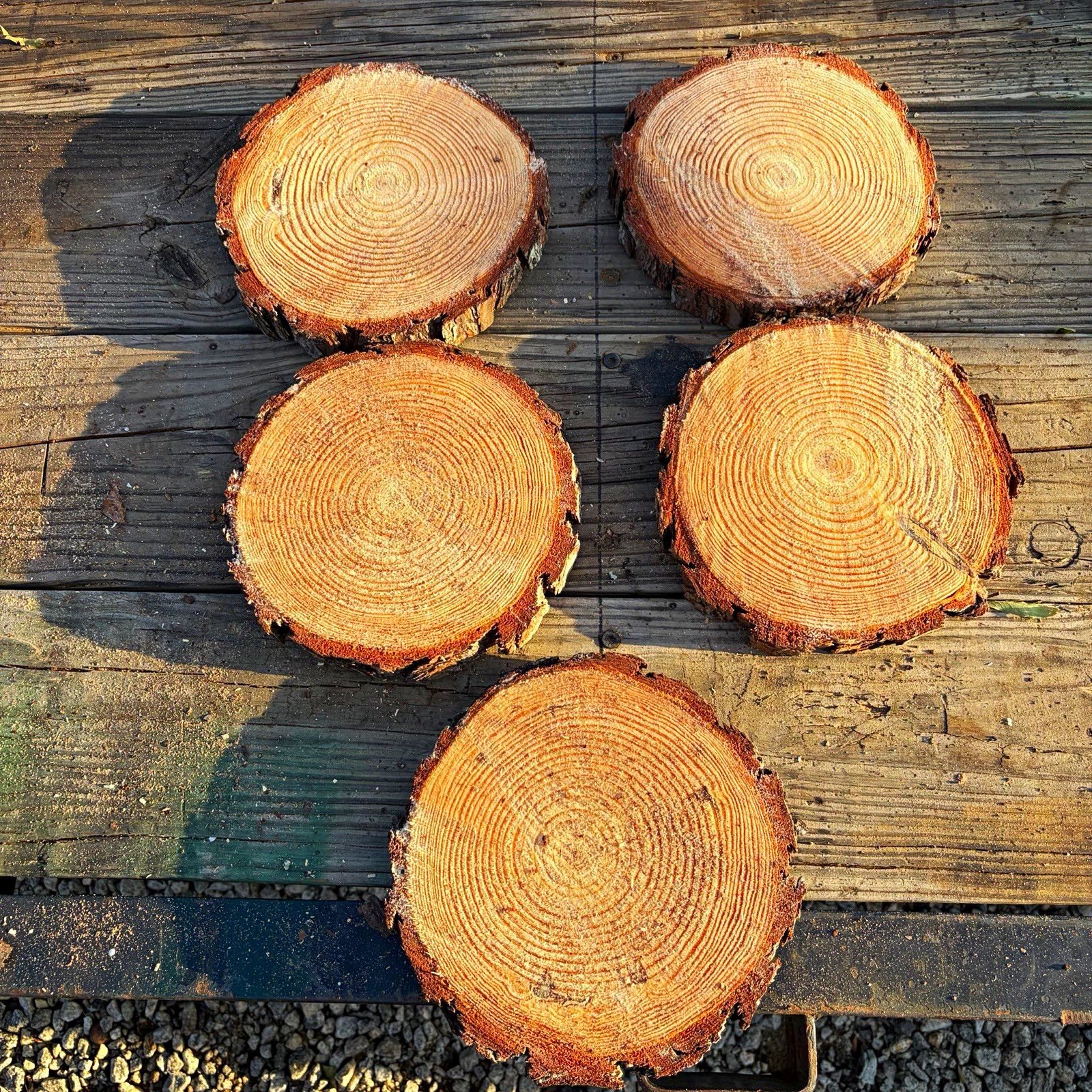 Unique Unfinished Natural Pine 10 to 12”x1” w/ Bark Edge, Lot of 5