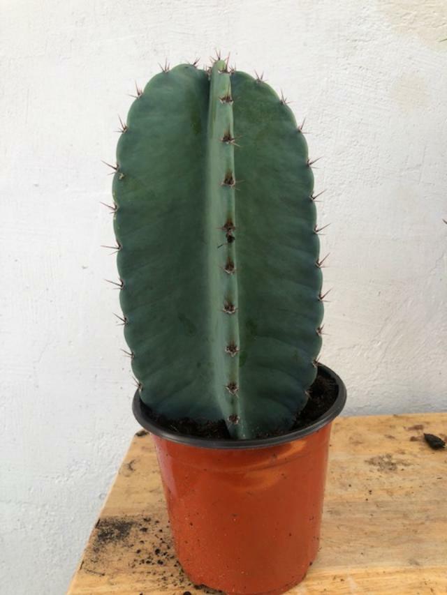 PERUVIAN APPLE CACTUS  (Cereus peruvianus ) ORGANIC, ROOTING (6