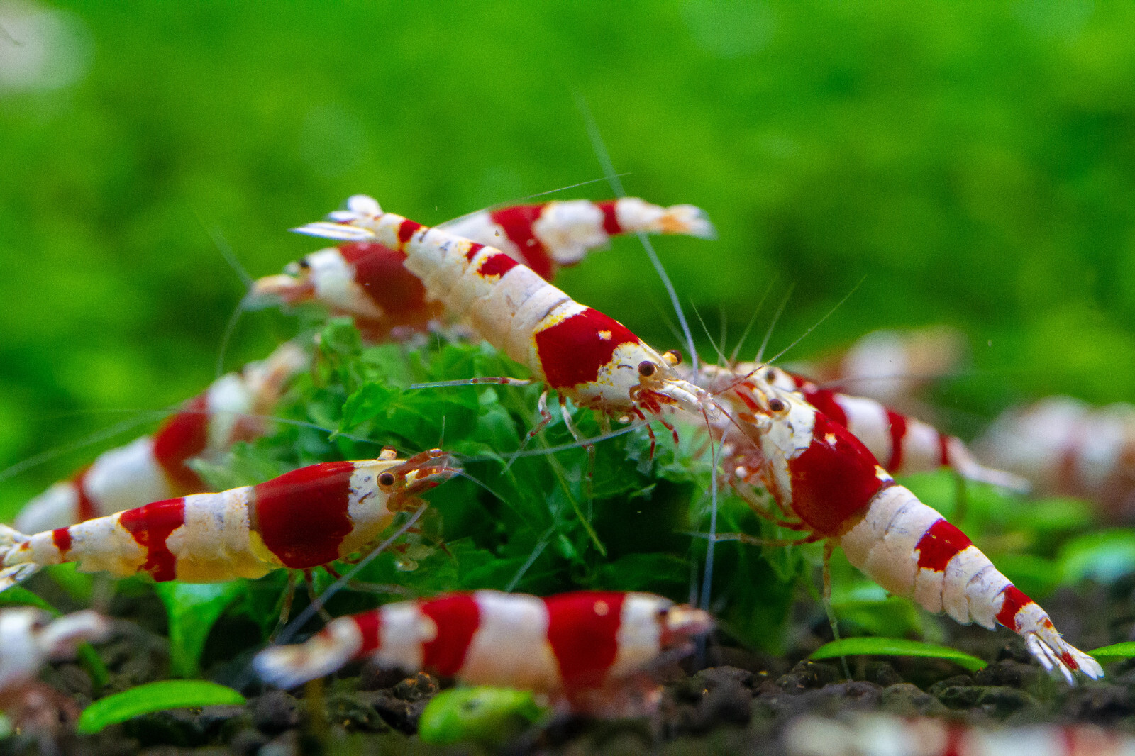 CRS CRYSTAL RED Caridina Shrimp 10+ Freshwater USA SELLER 