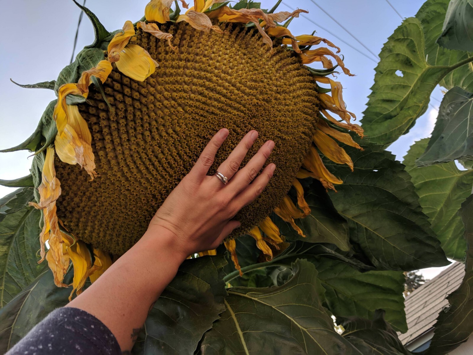 50+ Mammoth Grey Stripe Sunflower Seeds - Huge - Giant - Large Sunflowers -FRESH 50+ Mammoth Grey Stripe Sunflower Seeds - Huge - Giant - Large Sunflowers -FRESH