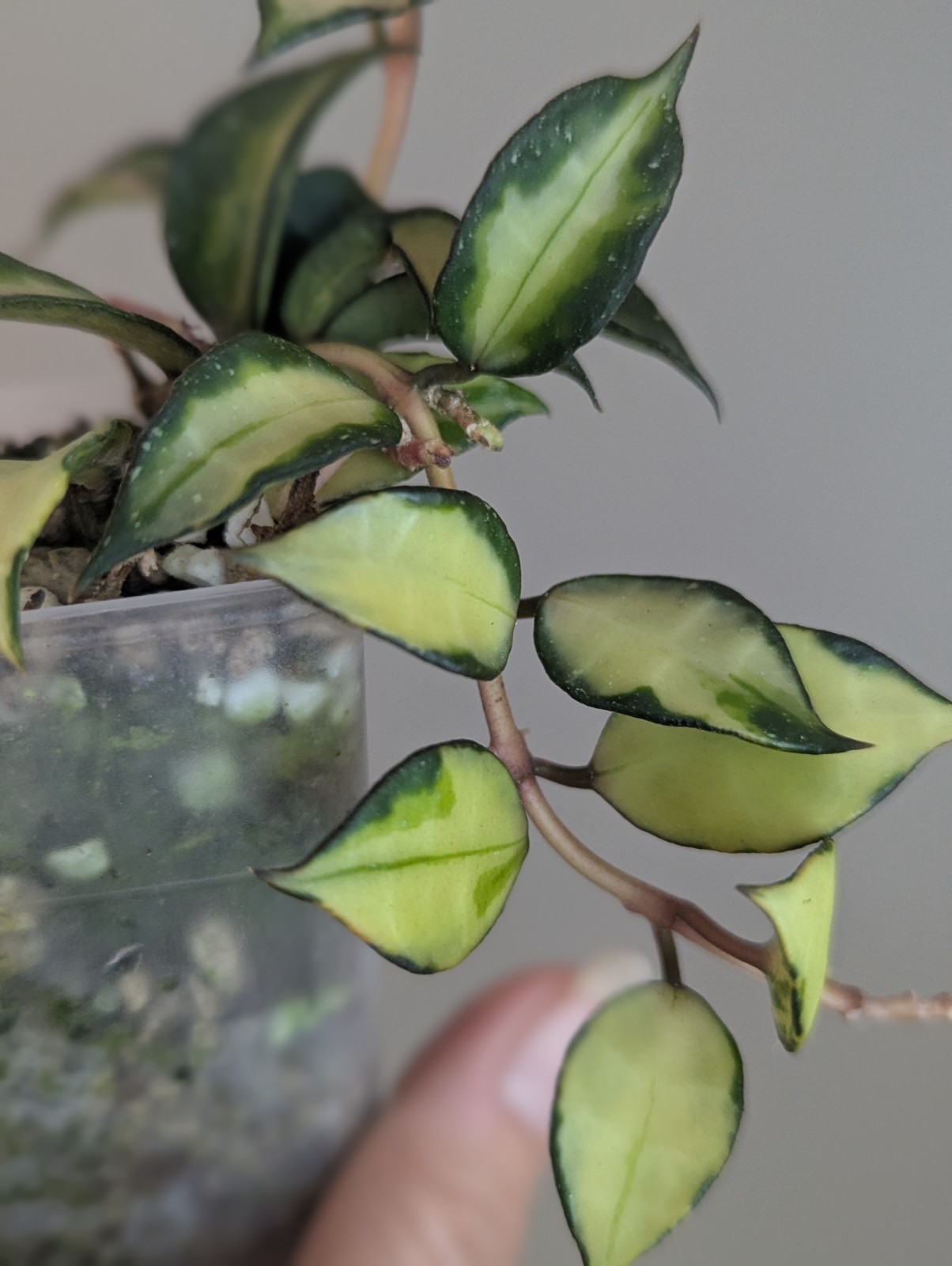 Hoya Lacunosa ‘Souma' variegated Exact Plant in 2.5” Pot