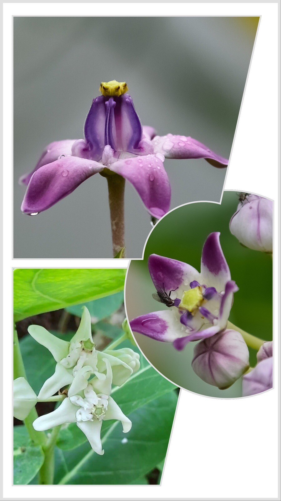 25 Mixed Seeds White & Purple Calotropis Gigantea & Crown Procera Milkweed Giant