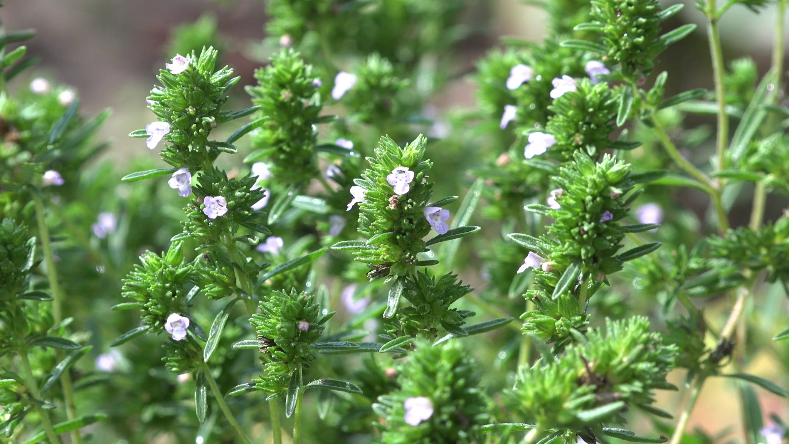Common Thyme Seeds, Thymus vulgaris, NON-GMO, Variety Sizes, 