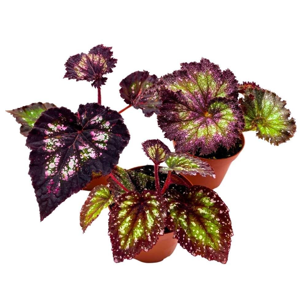 Harmony\'s Purple and Green Begonia Assortment 4 inch Set of 3 Harmony Hybrids Sp