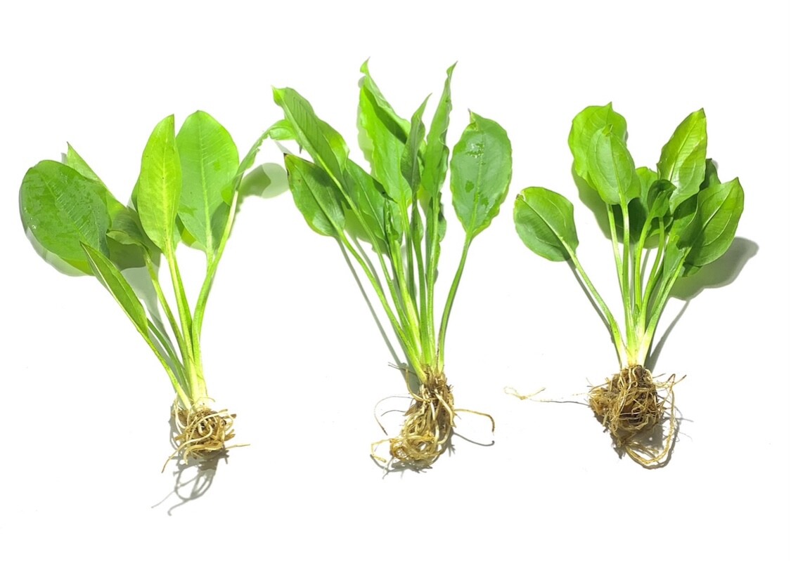3x Amazon Sword Echinodorus Bleheri Easy Live Aquatic Plants