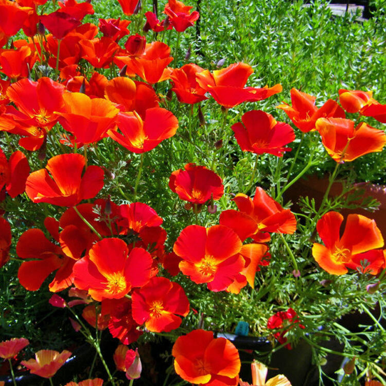 Red Chief California Poppy Seeds | Heirloom / Non-GMO |  | 1229