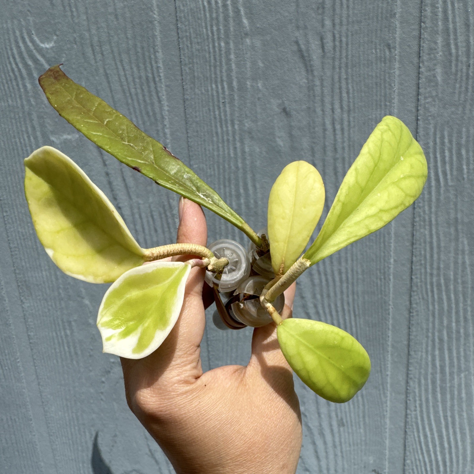 3pk Collector cut hoya, project plants. H. sulawesiana, meredithii and queen
