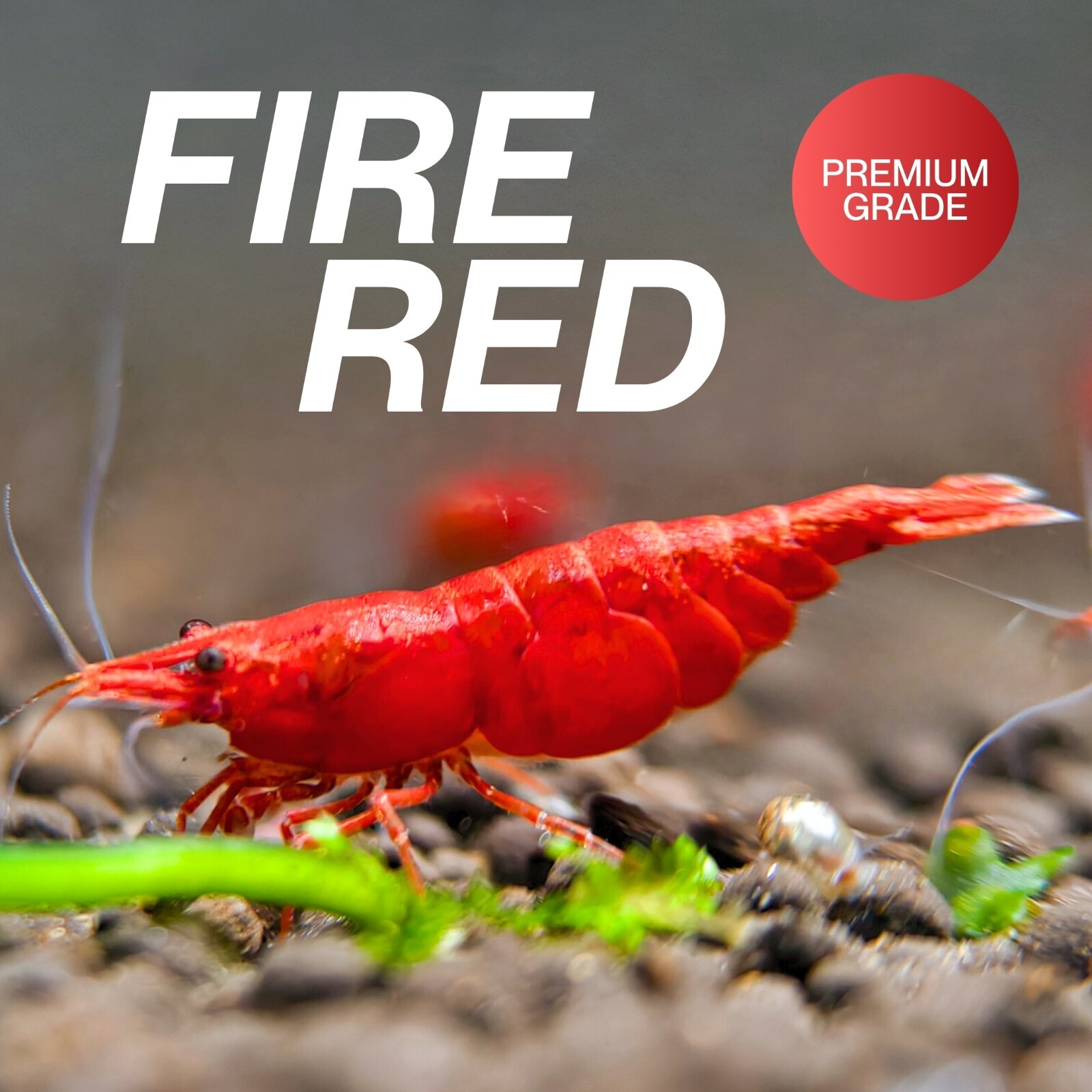 20+ Fire Red Neocaridina Shrimp – Live Guarantee –  – USA Seller
