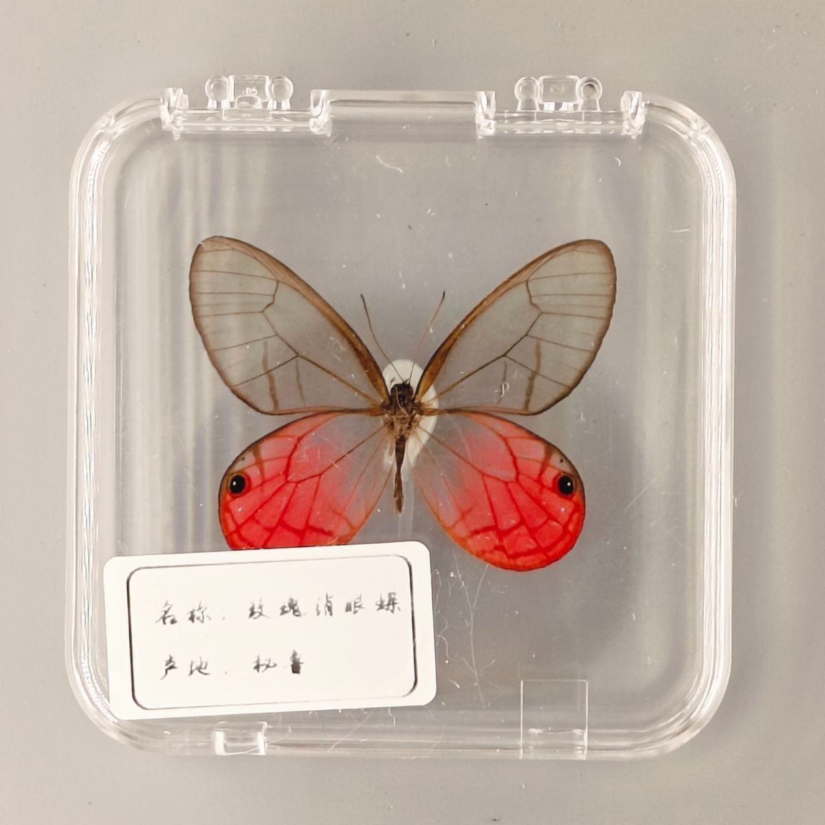 Real Pink Glasswing Rose Eyed Butterfly Specimen Insect Taxidermy DIY Gift Decor