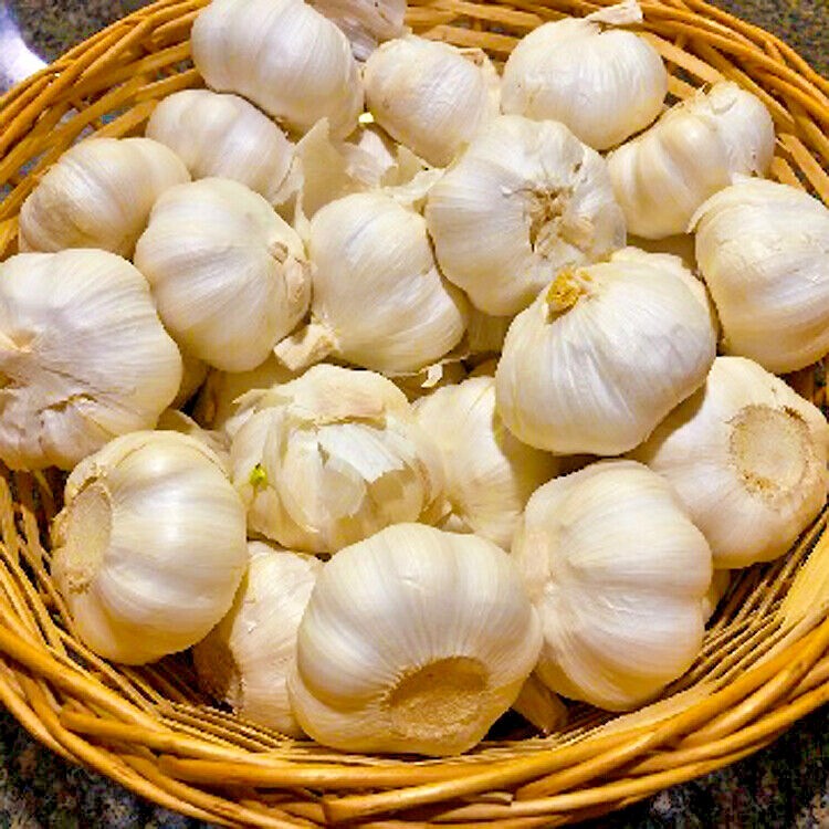 German GARLIC Bulbs 1/2 - 10lbs Fresh Organic Heirloom Hardneck Plant or Cook